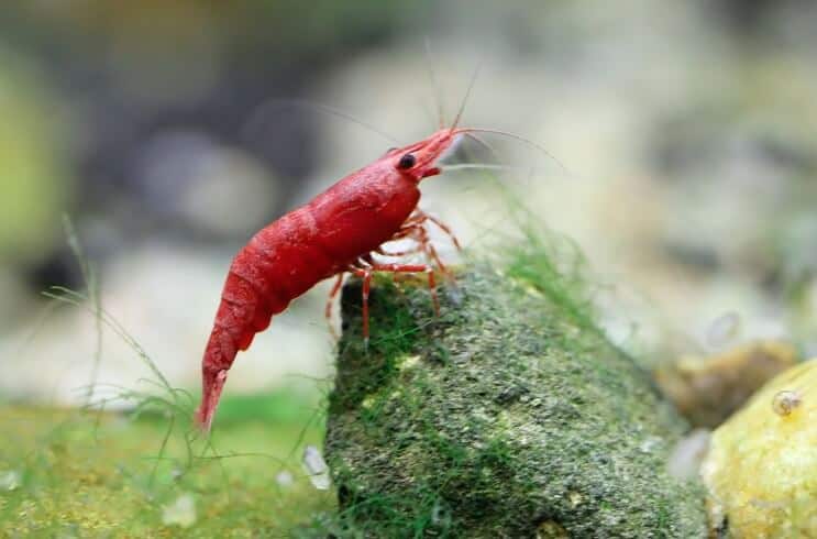 Gambero Rosso Ciliegia