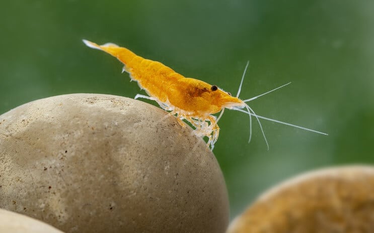 Gamberetti Neocaridina