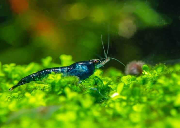 Gamberetti Blue Velvet