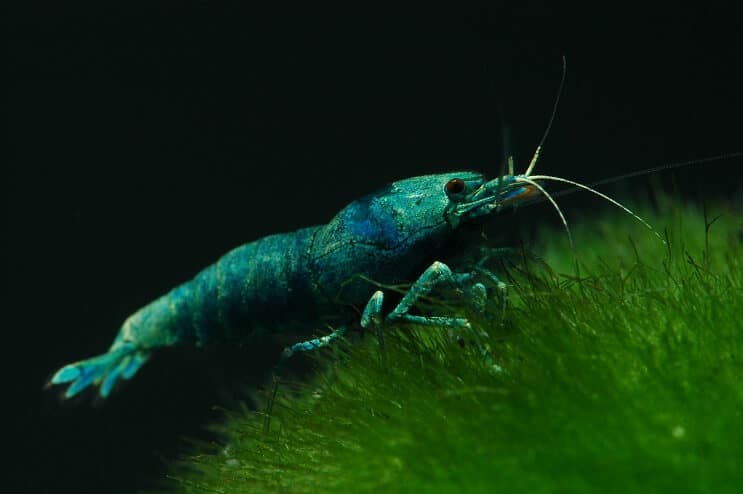 Gamberetti Blue Bolt