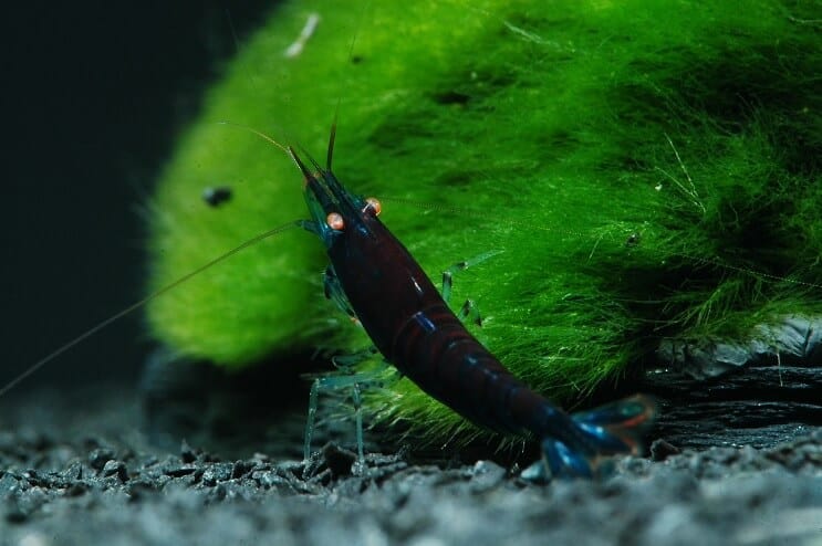 Gamberetti Tigre Blu