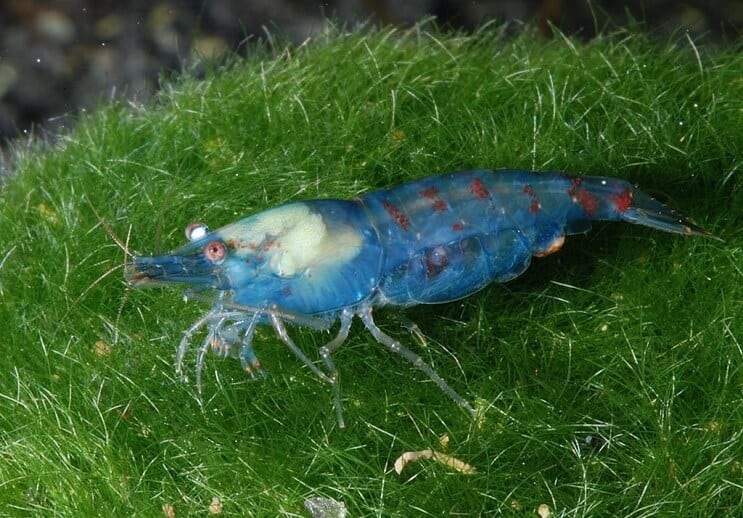 Gamberetti Blue Pearl