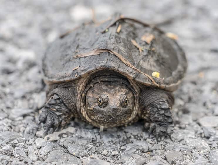 Un bambino di tartaruga azzannatrice