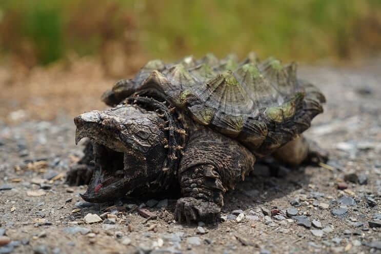 Alligatore Tartaruga Azzannatrice