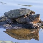 Tartaruga azzannatrice sulla roccia