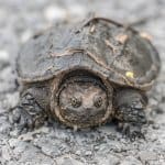 Un bambino di tartaruga azzannatrice