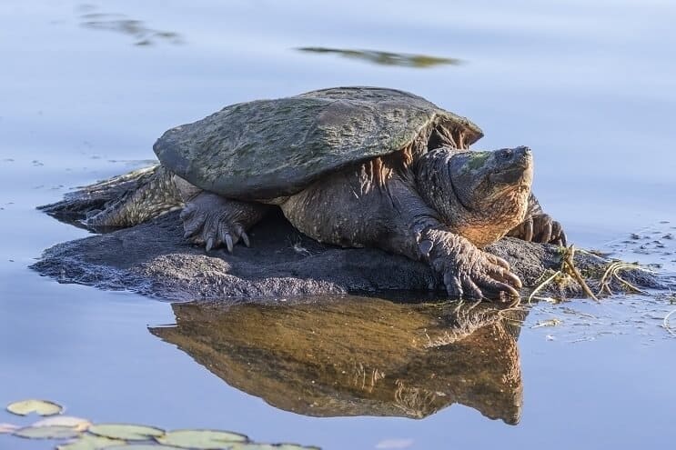 Tartaruga azzannatrice sulla roccia