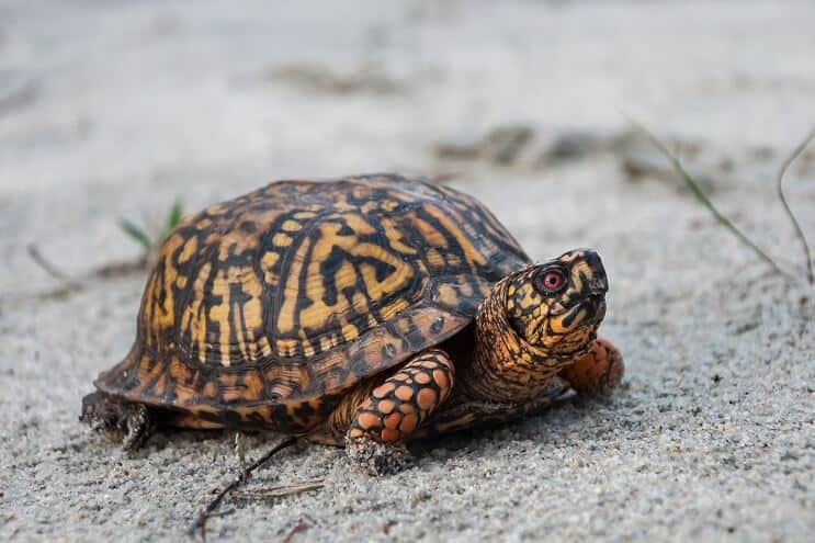 Aspetto della tartaruga scatola orientale