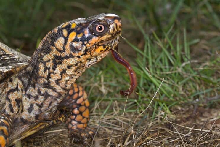 Dieta orientale della tartaruga scatola