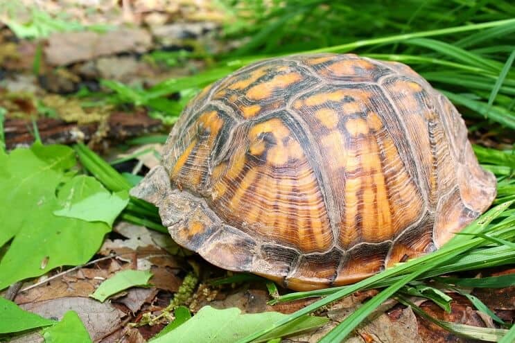 Nascondere la tartaruga scatola orientale