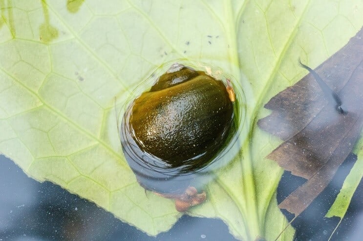 Lumaca di mele