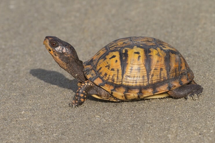 Tartaruga scatola orientale