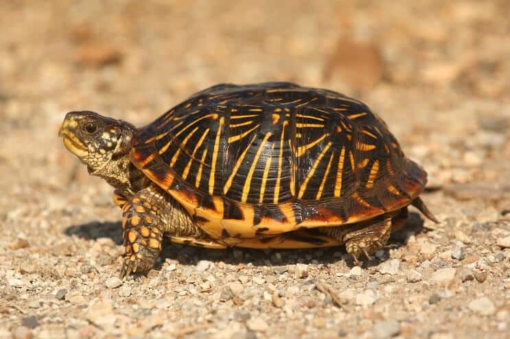 Tartaruga scatola occidentale