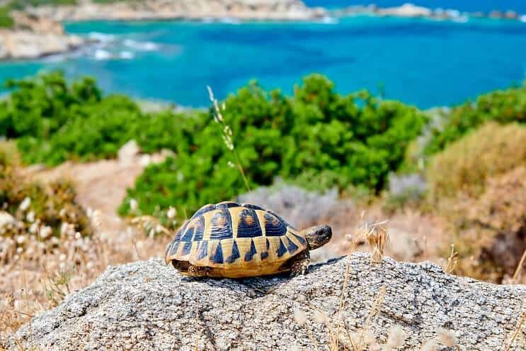 Tartaruga scatola su una roccia