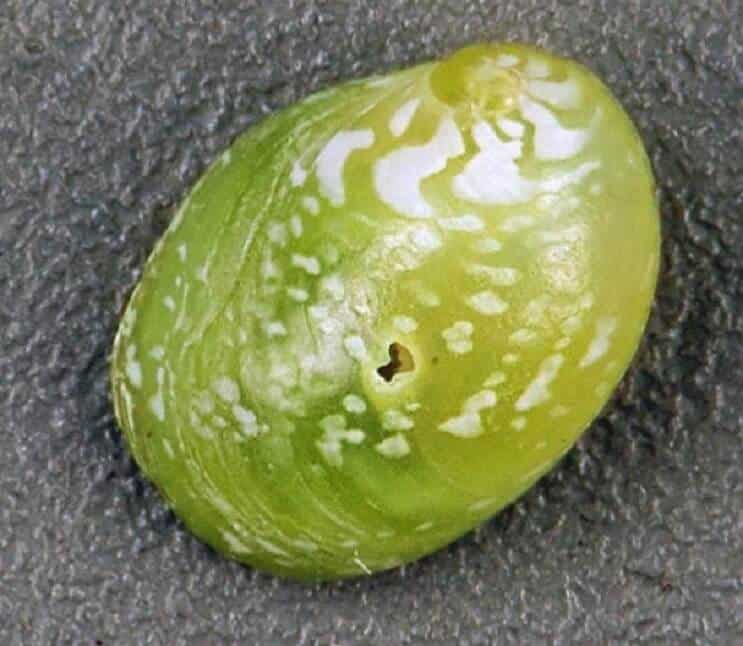 Lumaca di nerite smeraldo