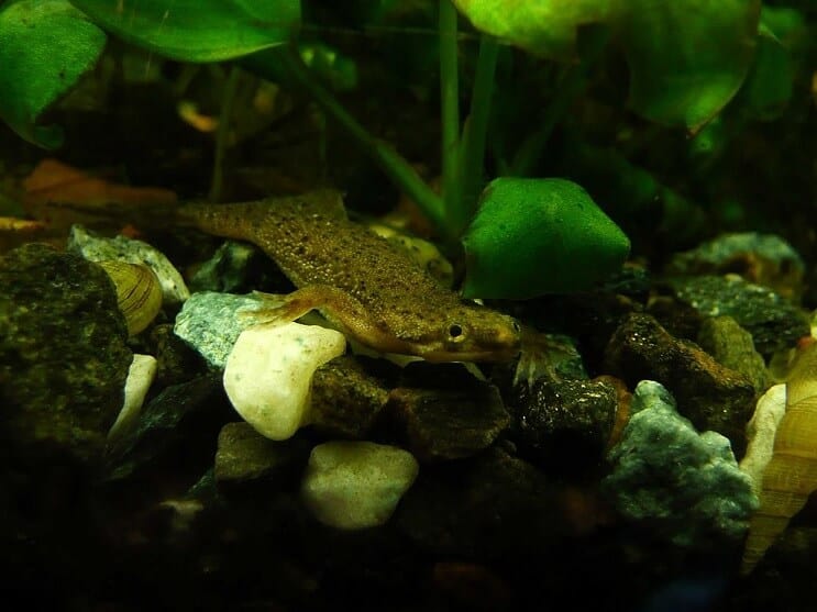 Rana nana africana nel serbatoio