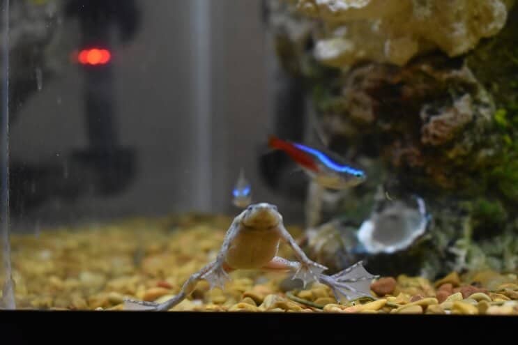 Rana nana africana e Neon Tetra