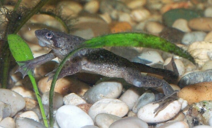 Rana nana africana maschio giovane