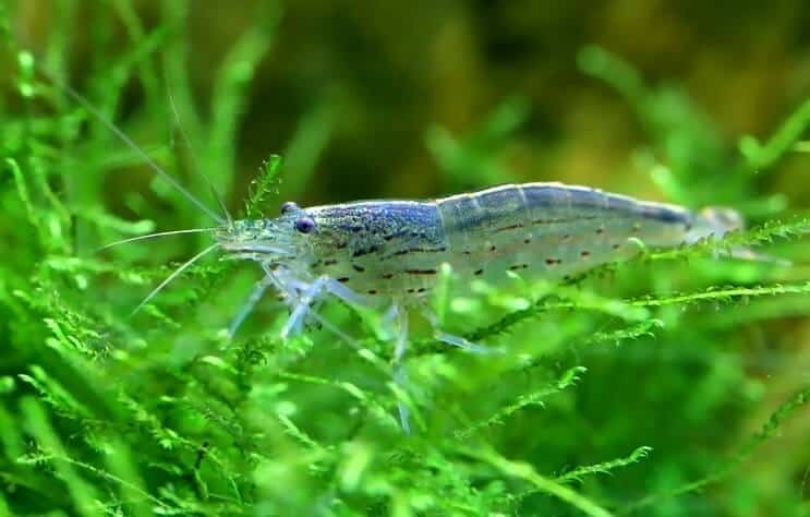 Gamberetti Amano