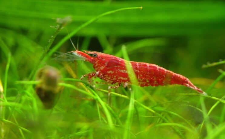 Gamberetti alla ciliegia
