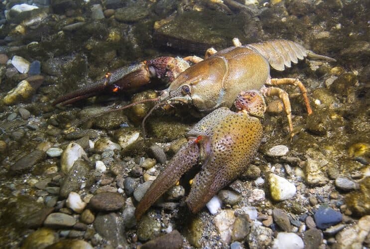 Gamberi di fiume in habitat naturale