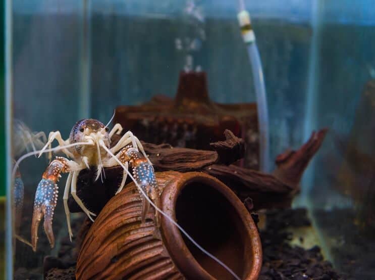 Gamberi di fiume in acquario