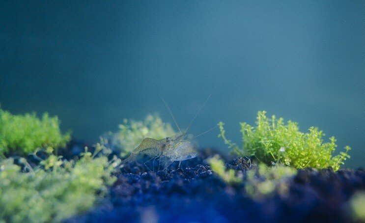 Gamberetti fantasma in acquario