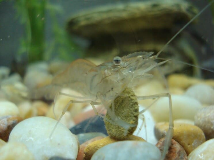 Gamberetti fantasma mangiare