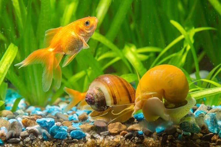 Lumache in acquario