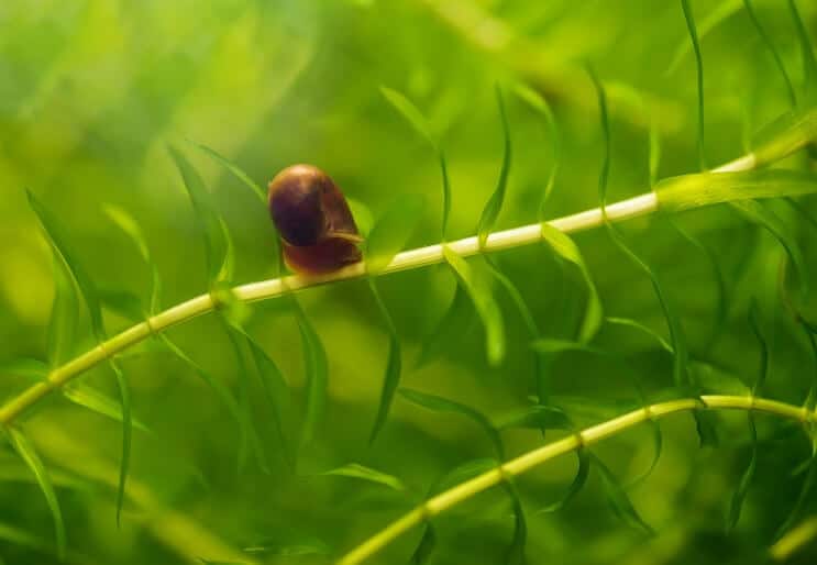 Baby lumaca