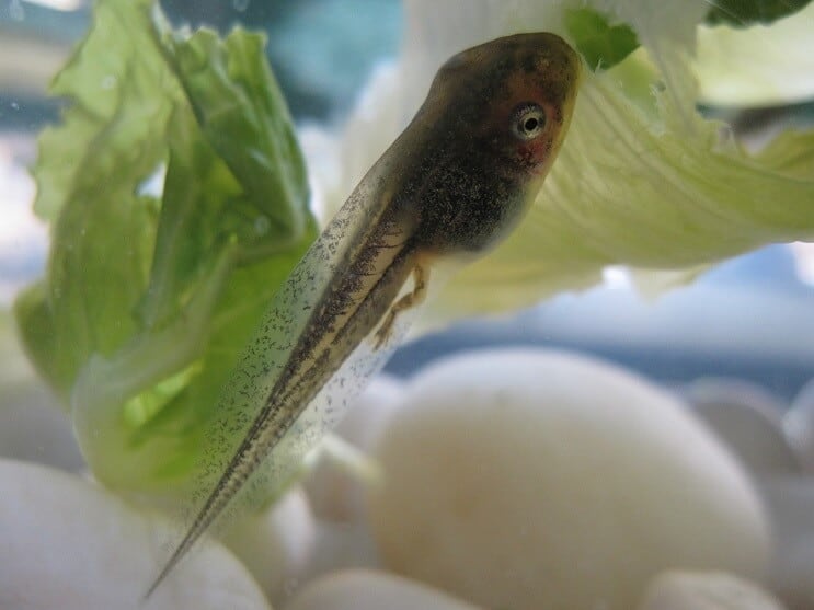 Girino in un acquario