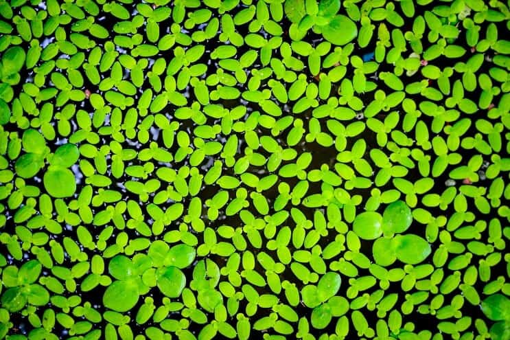 Lenticchia d'acqua