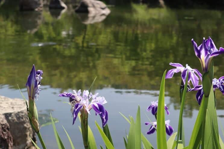 Iris blu