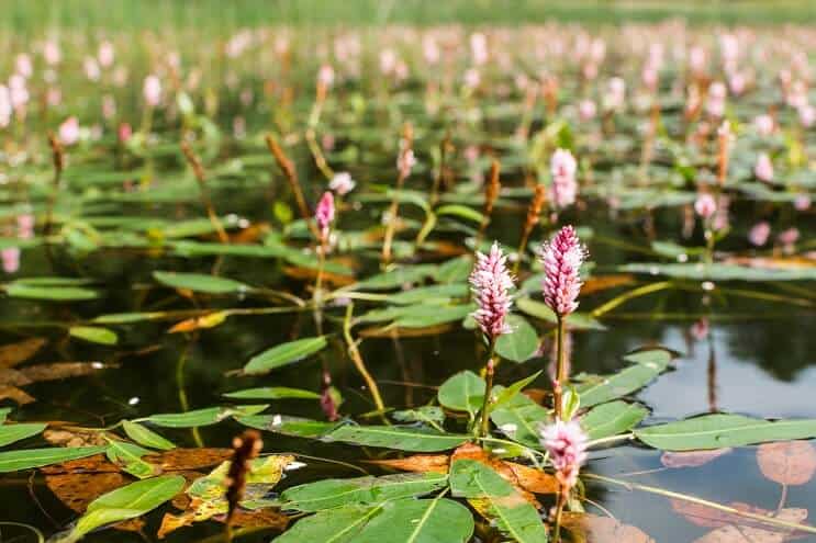 Acqua Smartweed