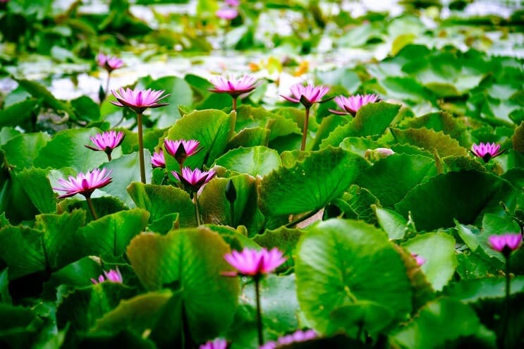 Loto d'acqua