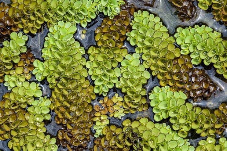 Watermoss galleggiante
