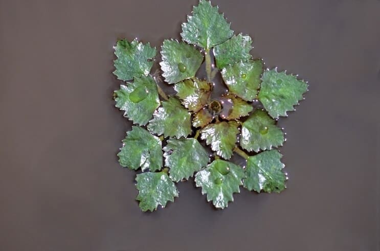 Castagne d'acqua