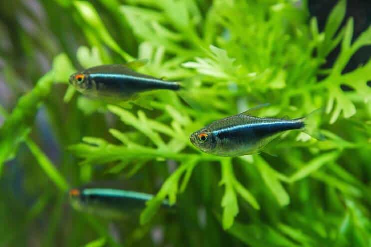 Aggiungi il pesce