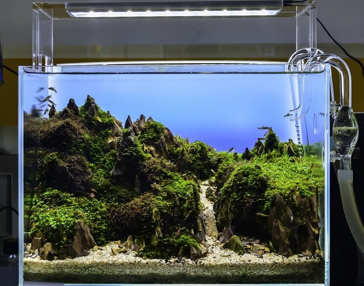 Acquario Aquascaped