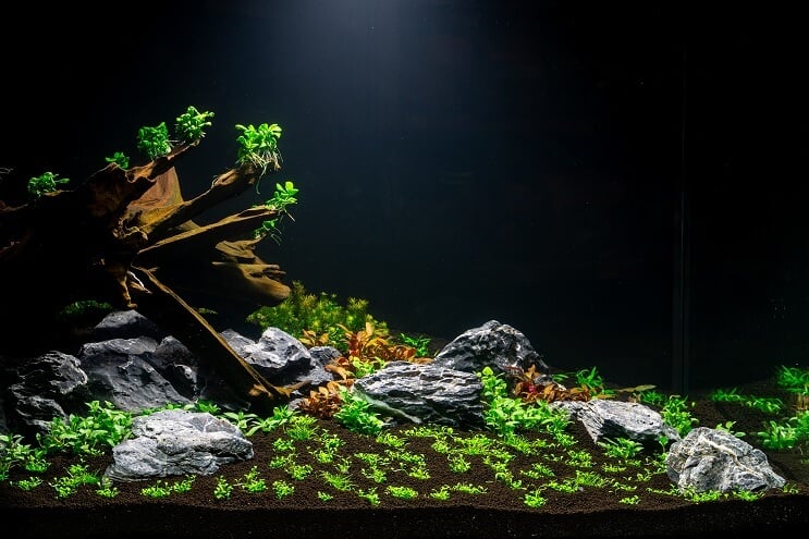 Piantare l'acquario