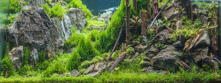 Condizioni del serbatoio dell'erba dei capelli nani