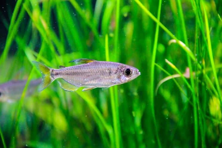 Compagni di vasca nani di Hairgrass