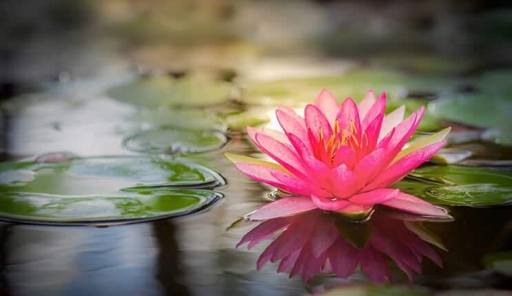 Ninfea Rosa