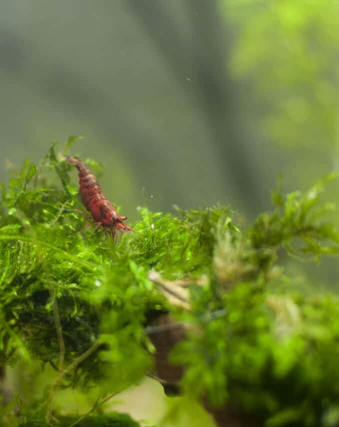 Ciliegia rossa su muschio di Giava