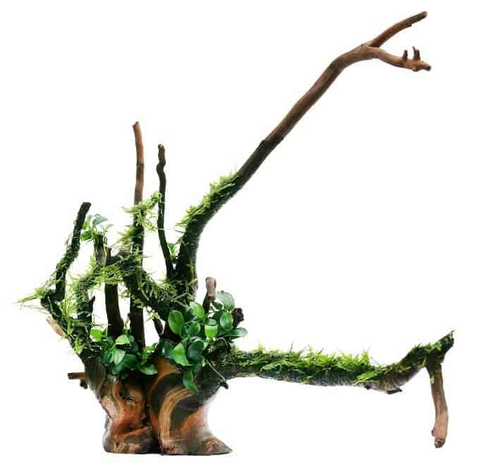 Muschio di Giava e Anubias su legno