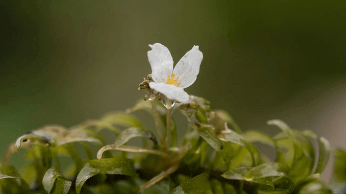 Fiore di Anacharis