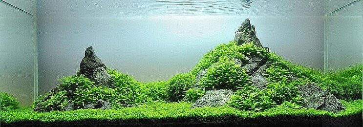 Aspetto di Staurogyne Repens