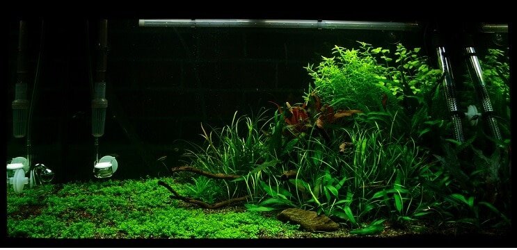 Condizioni del serbatoio Staurogyne repens