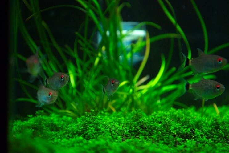 Compagni di vasca per Staurogyne Repens