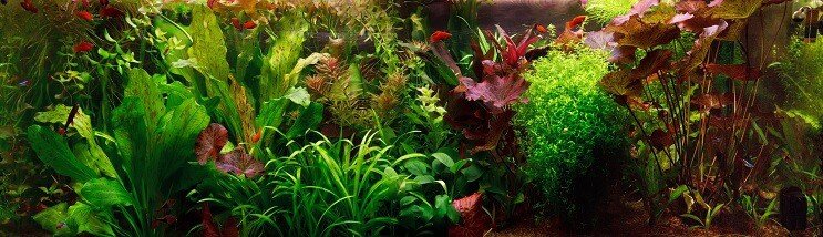 Aquascape olandese